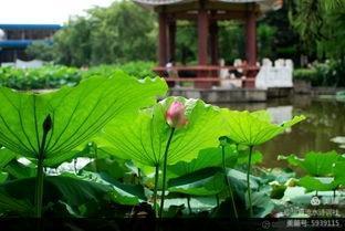 《西湖朵朵，小小流水唱和咏荷76词》华夏流水诗词社主办（图32）
