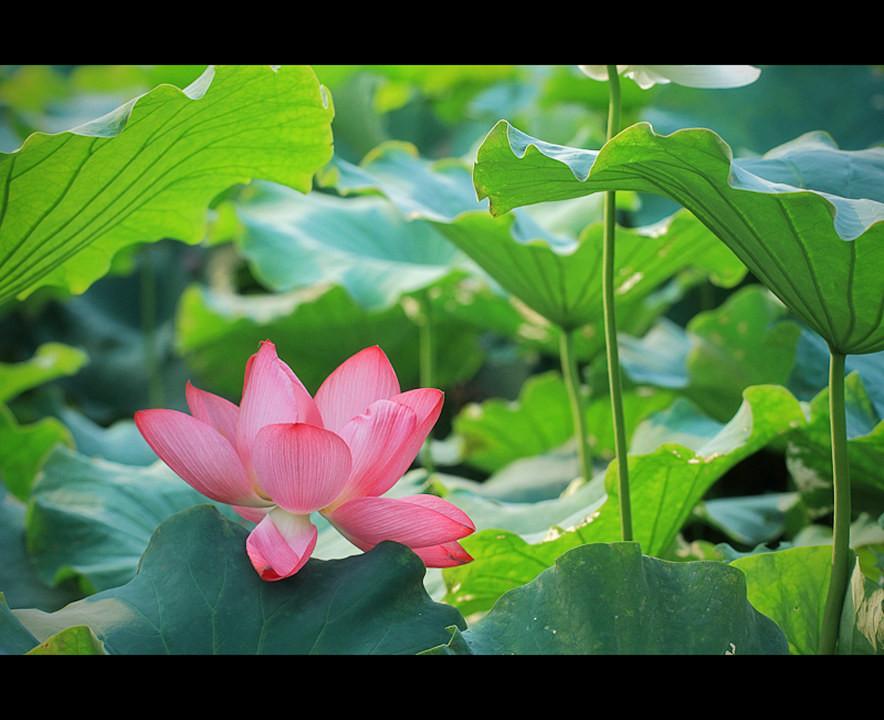 src=http_%2F%2Fphotos.tuchong.com%2F61699%2Ff%2F1980322.jpg&refer=http_%2F%2Fphotos.tuchong.jpg