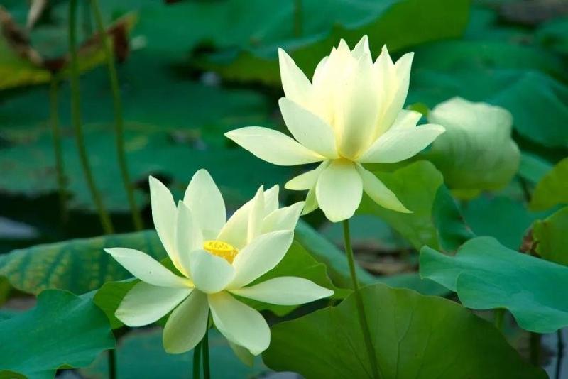 七律‖咏荷花(二十二首)京津沪头条 文/杨振国(北京)(图4)