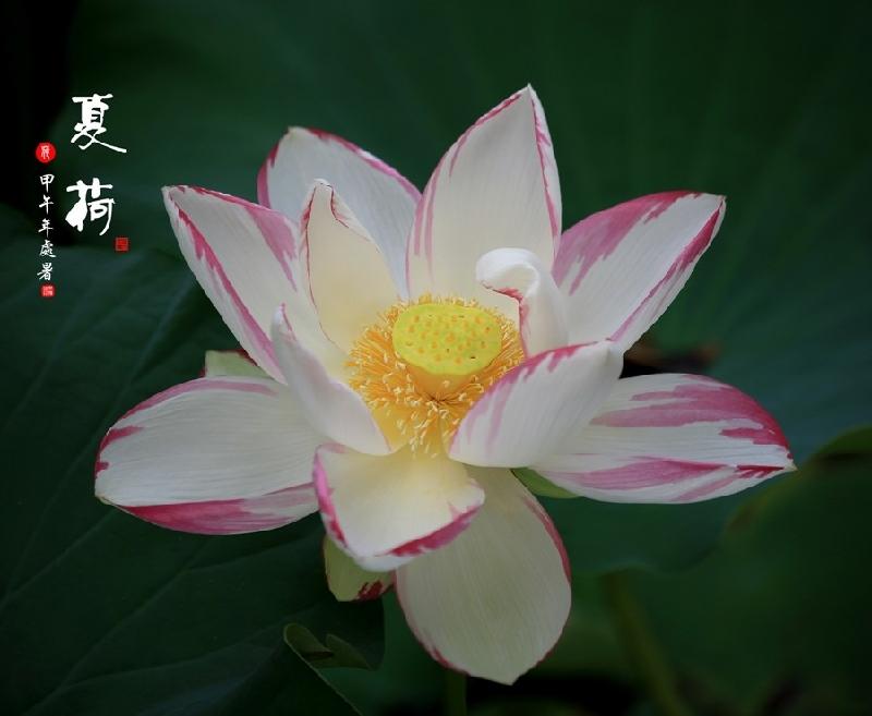 邱建铭〔广东〕夏日诗词专辑 【冰心文化传媒】(图7)