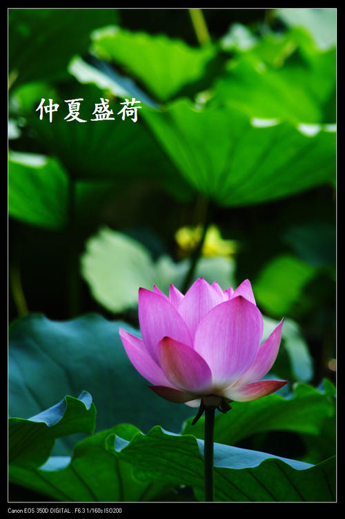 荷塘唱晚（新韵）王世泽 北京（图2）