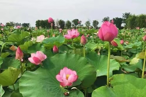 推荐 【神州源流诗苑】总第411期【优秀现代诗】( 含其他 )周刊(图4)