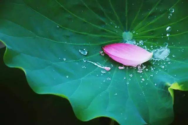夏至喜雨 // 陈昌茂