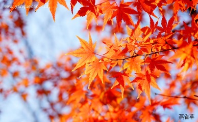 都市美文：醉秋//张智辉（图2）