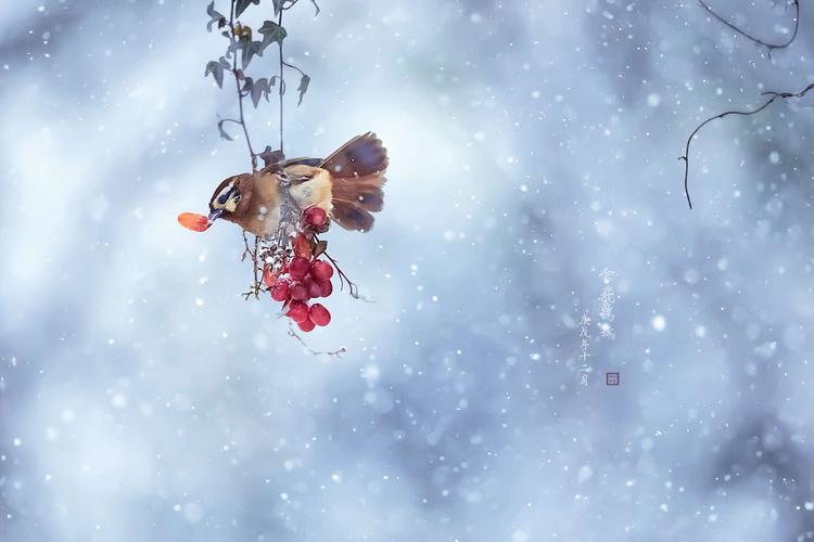 高虹诵读《飞扬吧，雪花！》 作者：星烁（图7）