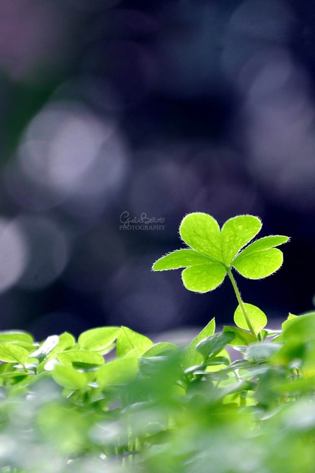 巜静看花开花落, 时光温暖如初》 文/独一无二〔山西〕外一首【冰心文化传媒】(图4)