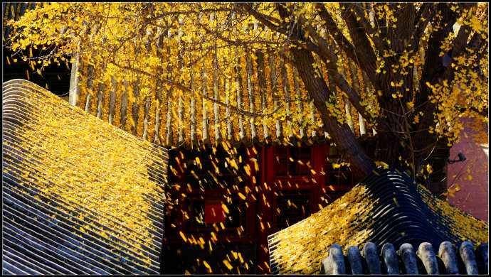 [桃源馨声]秋色/作者:八药煎熬|主播:涛声依旧[总858期]（图9）