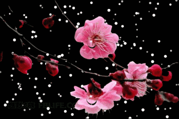 img.booea.
