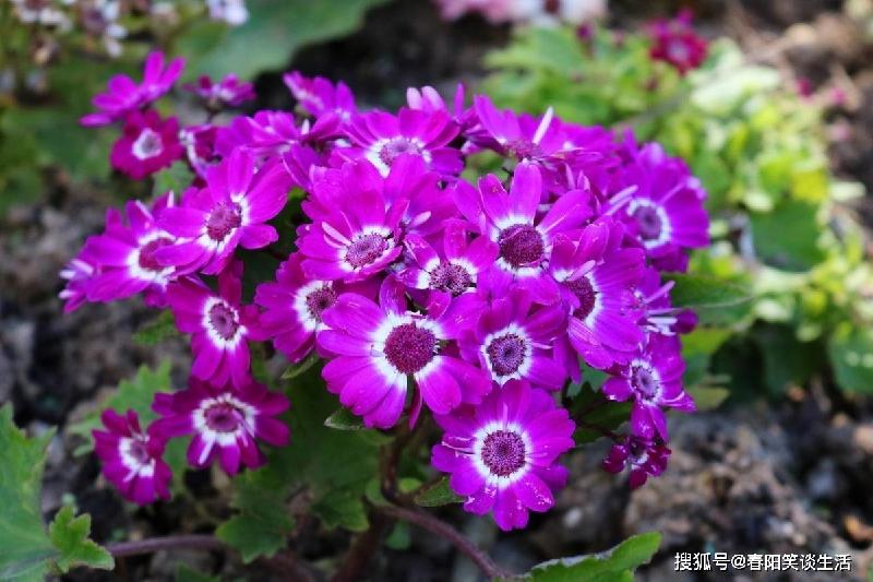 《繁华一场 为春风吹拂》(小说) 作者|陈鸣鸣 朗诵:申晨 【冰心文化传媒】(图6)