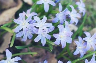 《繁华一场 为春风吹拂》(小说) 作者|陈鸣鸣 朗诵:申晨 【冰心文化传媒】(图10)