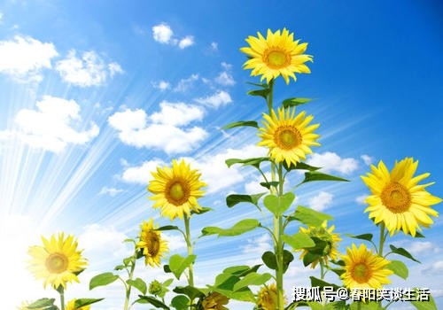 《繁华一场 为春风吹拂》(小说) 作者|陈鸣鸣 朗诵:申晨 【冰心文化传媒】(图11)
