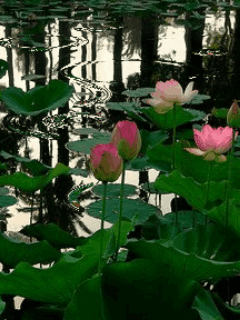 1871.img.pp.sohu.com.