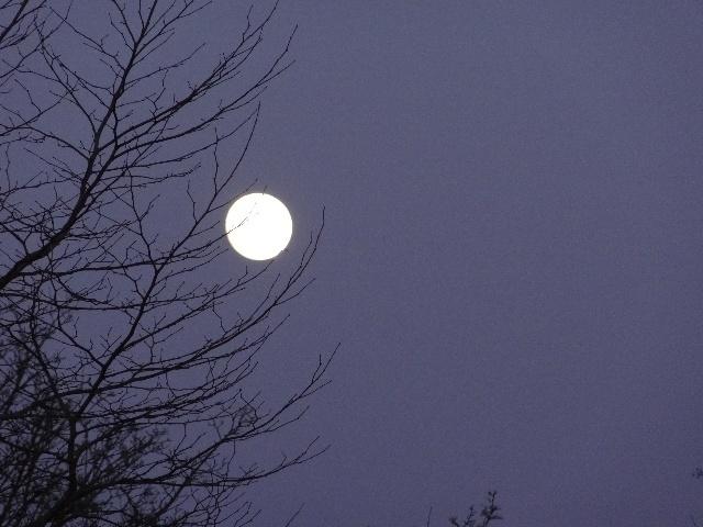 【新诗大观】飞上树梢的月亮||文/最美的时光