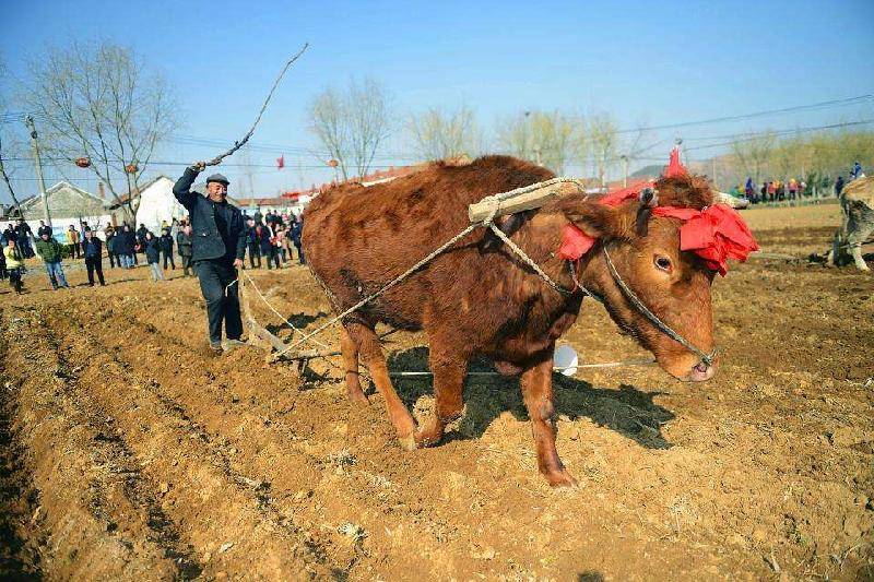 一任金绳嵌鼻窍,犁耕万户业田勤.