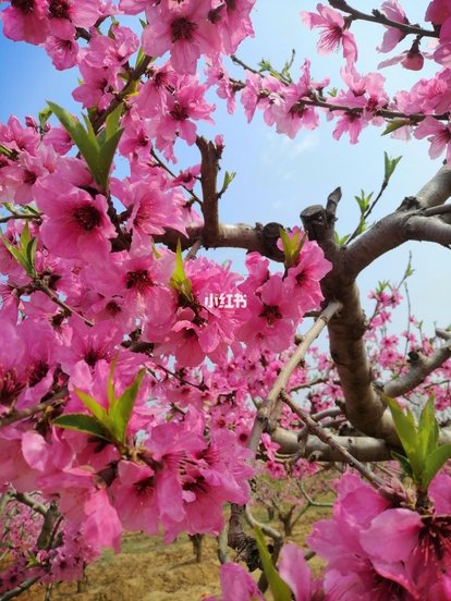 u_3214773832_1999651082&fm_193&app_53&size_w414&n_0&g_0n&f_.