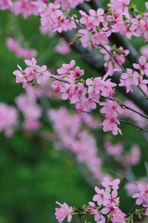 马龙田诗歌专刊‖桃花醉-京津沪头条 文/马龙田(图2)
