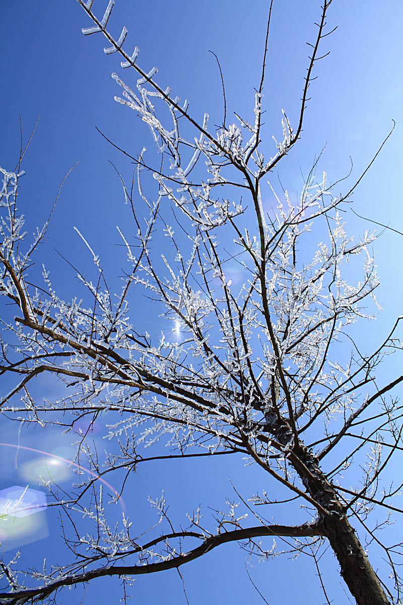 七律-春雪 文‖村夫