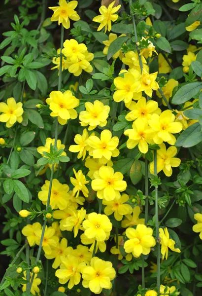 题迎春花 文‖张传浩