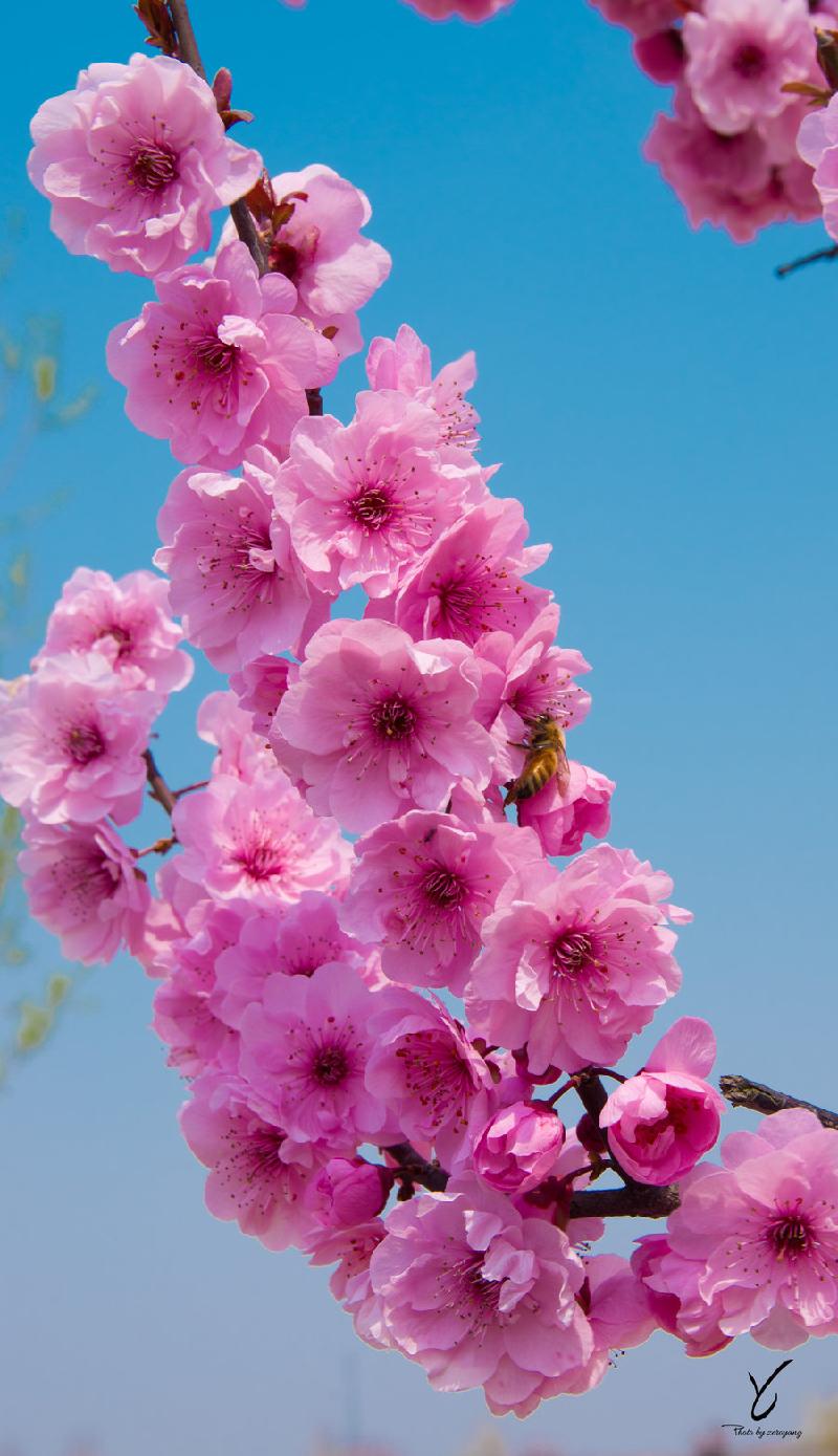 img.pconline.com-1616249928334.
