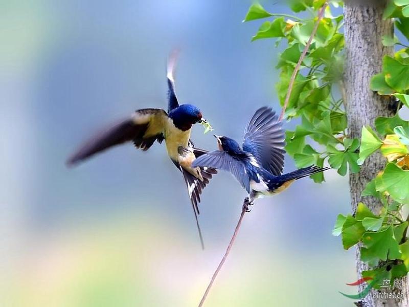 (七言诗) 文/张荣(远方) 春回泥融筑巢时, 檐下燕子老相识.