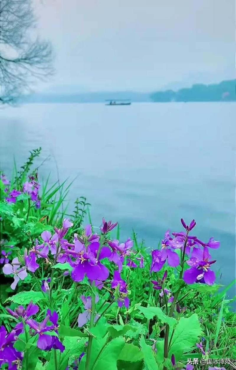 七绝.蝴蝶兰花(新韵)轱辘体 作者:王新华(一片云)河北秦皇岛【冰心文化传媒】(图3)