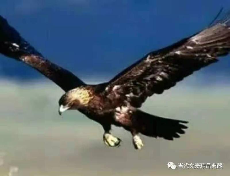 【海岱诗社】《如果我是一只雄鹰》  文/侯文香   主播/于兰英