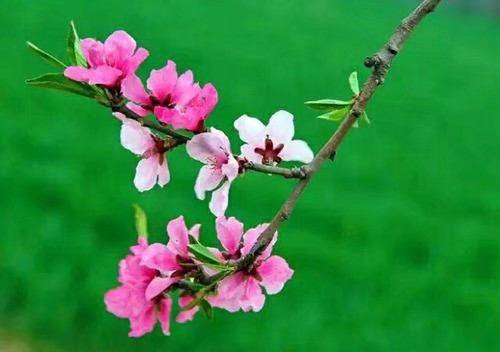 杏花盛开时(外五首) 文/红叶〔甘肃庆阳〕制作 冰心*幽蓝【冰心文化传媒】(图6)