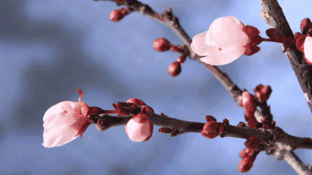 【枫雅汇看图约诗】第180期《咏桃花》(图20)