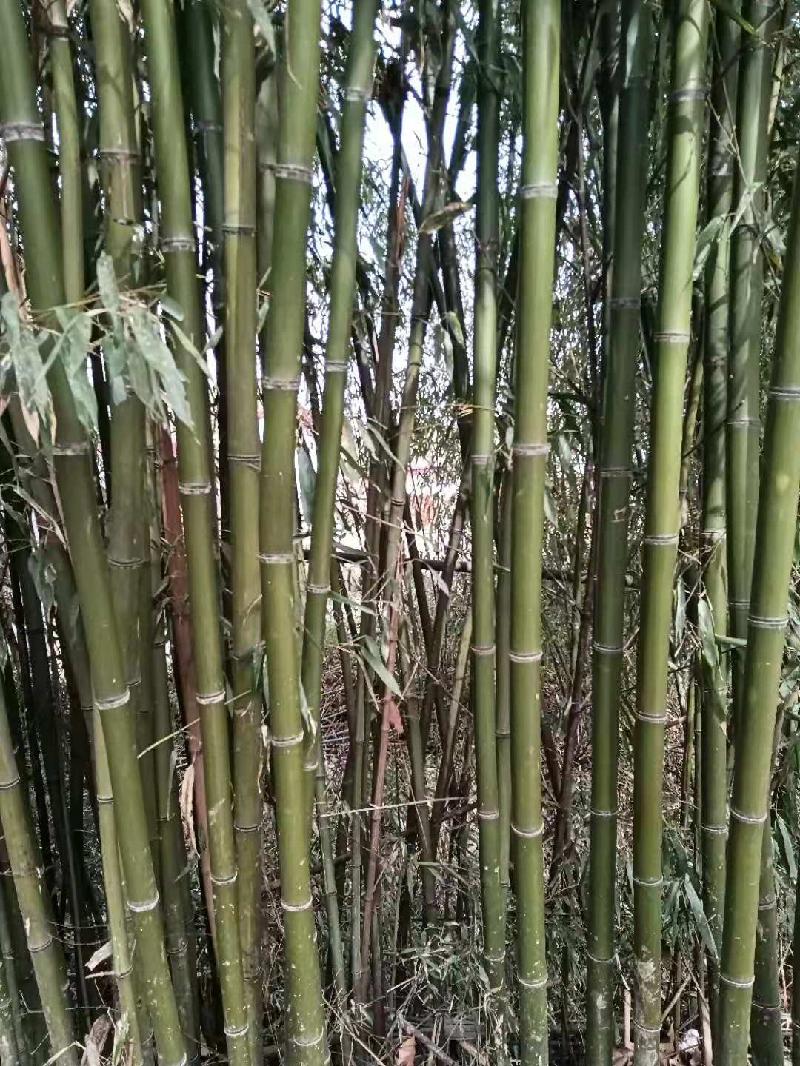 忆故人柏君(外一首) 文/陇上(甘肃)【冰心文化传媒】(图9)