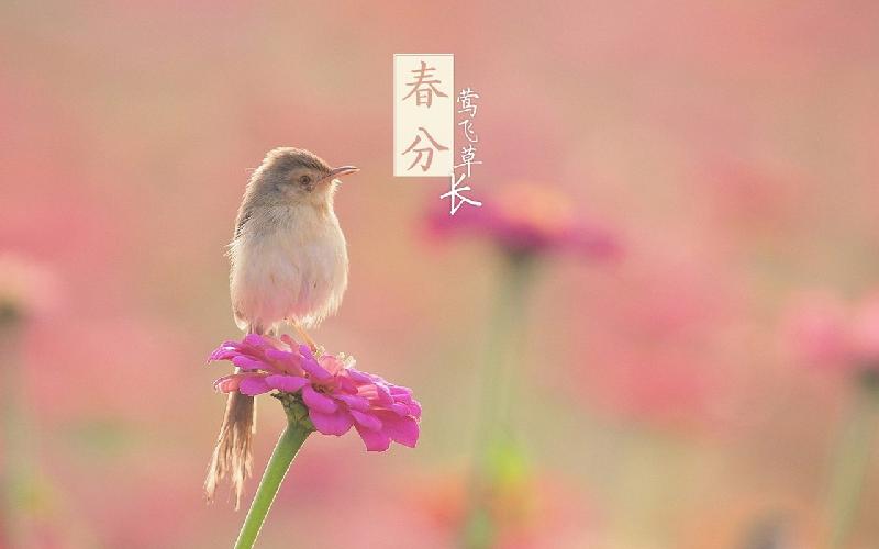【华人诗者联盟】《优选诗歌》2021年第八期(2021.4.2)(图13)