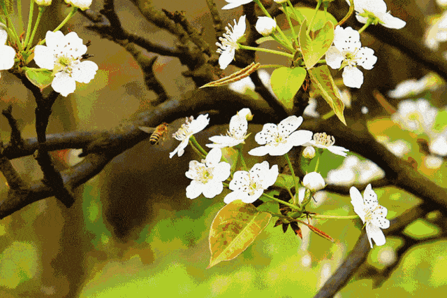 七律 咏梨花(二十一首) 文/杨振国(北京)|京津沪头条(图3)