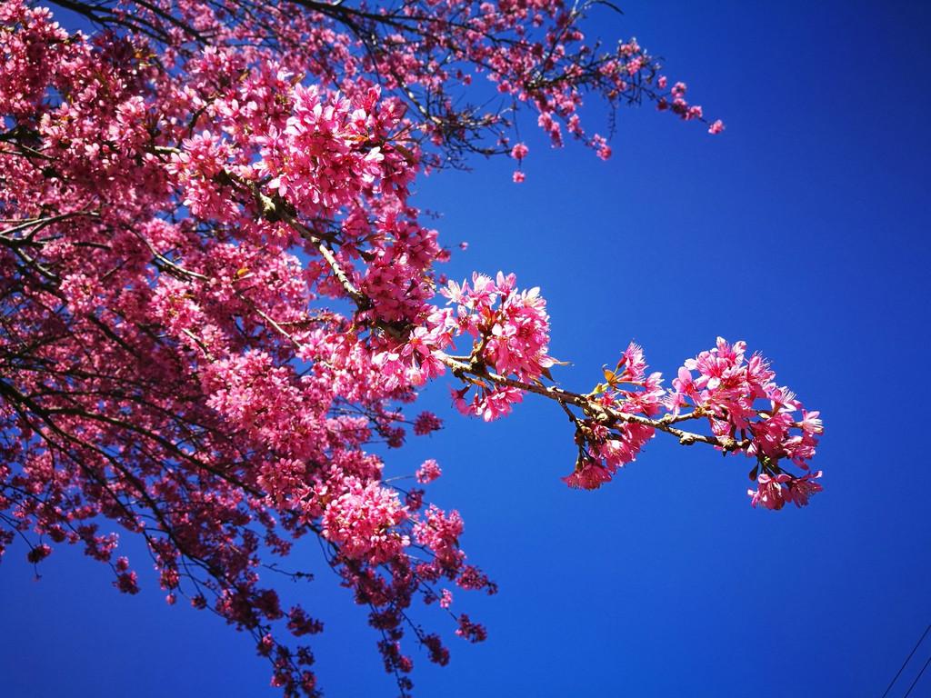 src=http_%2F%2Fdimg01.c-ctrip.com%2Fimages%2F100m0b0000005ldp2A28F_R_1024_10000_Q90.jpg&refer=http_%2F%2Fdimg01.c-ctrip.jpg