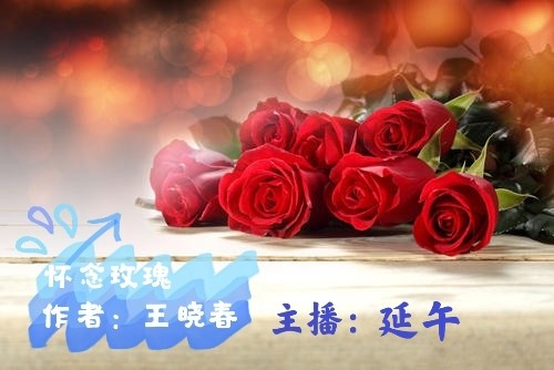【彩红国际文化传媒】隆重推出 《怀念玫瑰》作者:王晓春 主播:延午(图2)