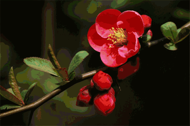 花gif绽放,花朵绽放gif_大山谷图库