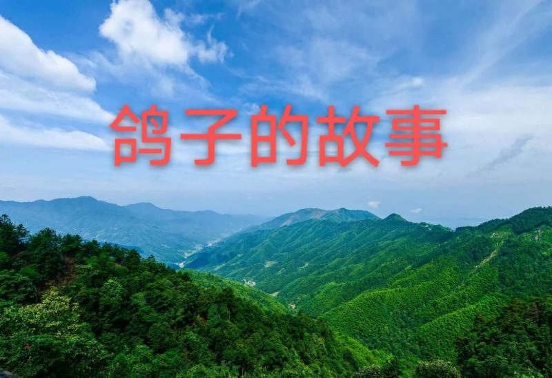 鸽子的故事|作者:彭太光