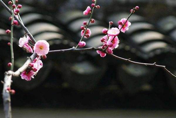 《花事》作者 张凤玲ll诵读 老菩提(图7)