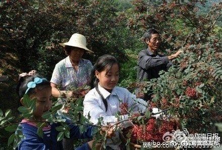 《诗词园地》我要飞回大山:文/郭丽侠(陕西韩城)(图5)