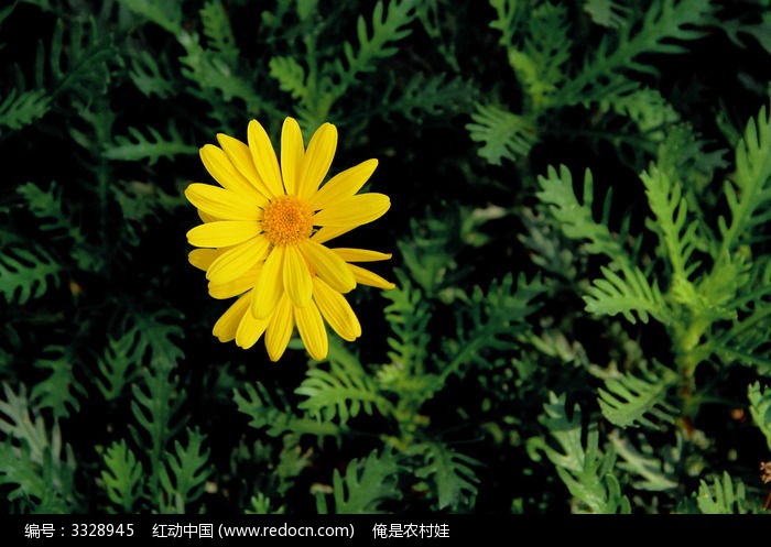 《贵州诗人一箭寒梅》专辑（图5）