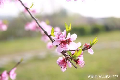 【滨州头条】七律.春情 (组诗)文./画屏墨语(图9)
