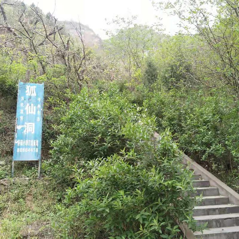 狐仙洞与狐仙之传说(07)文‖云鹤子(图6)