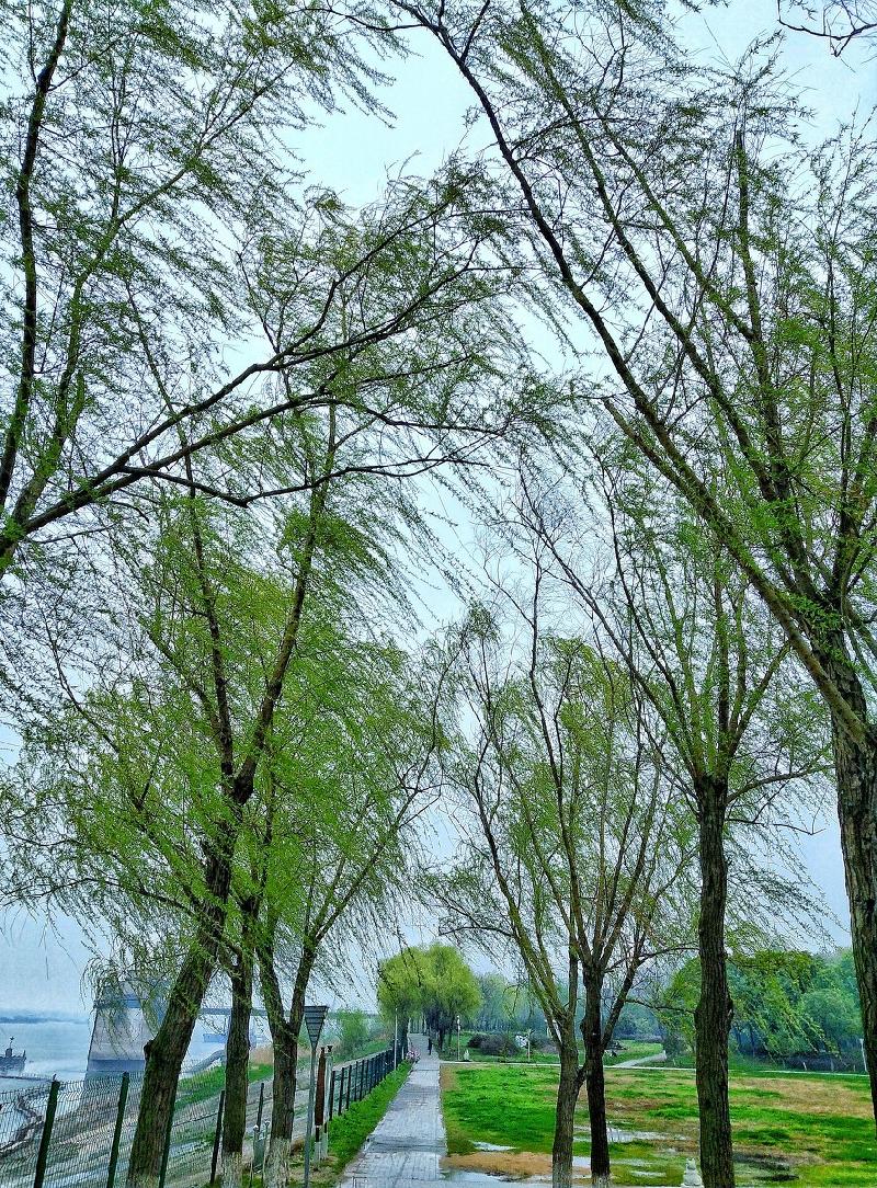 张雅掀诗歌欣赏‖细雨和风柳岸青-京津沪头条