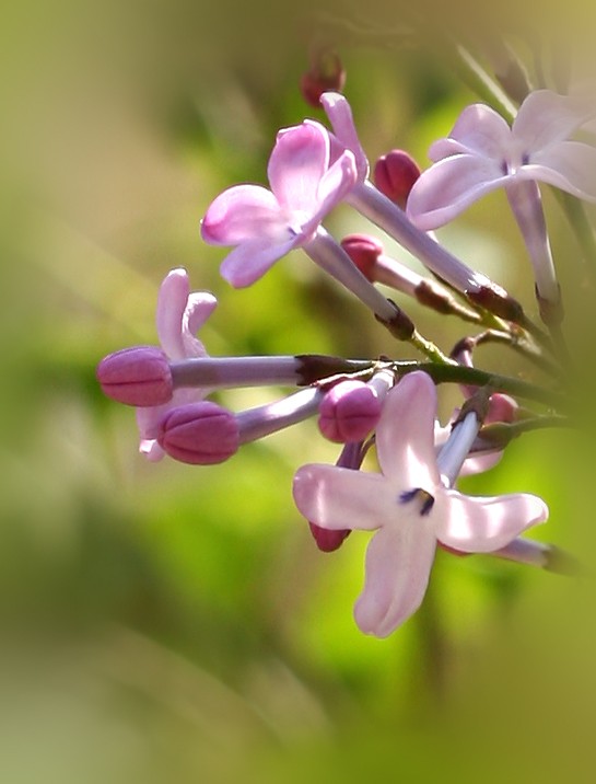 北疆摄影 Ⅱ 丁香花（中国▪沈阳）（图9）