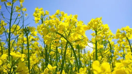 钟诚游子：湘乡访友 请欣赏（图4）
