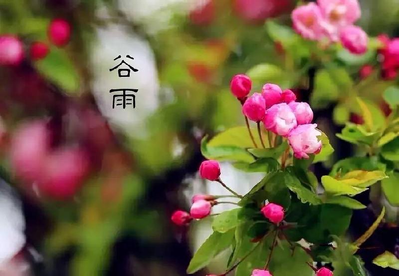 【潇湘文学社】潇湘如兰诗社《谷雨》(图25)
