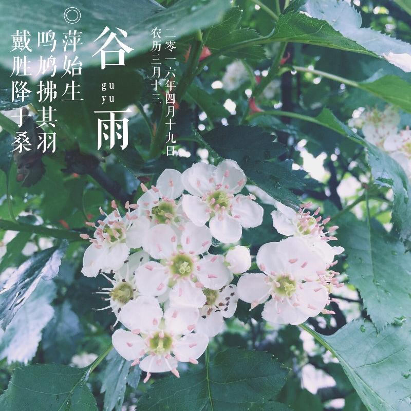 【潇湘文学社】潇湘如兰诗社《谷雨》(图22)