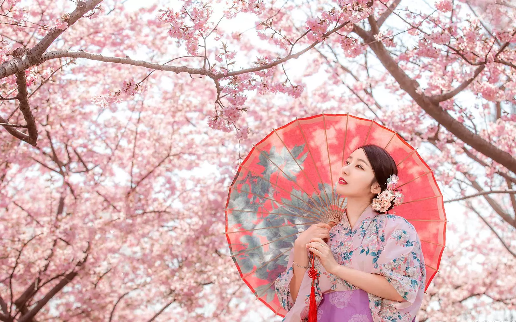 朗诵诗:早春的桃花(外三首)诗人/刘向阳 主播/晨曦 请欣赏(图4)