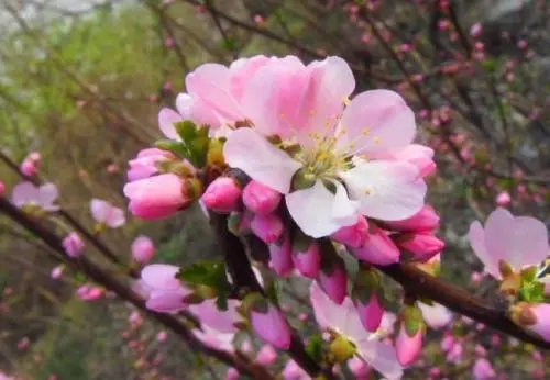 朗诵诗:早春的桃花(外三首)诗人/刘向阳 主播/晨曦 请欣赏(图6)