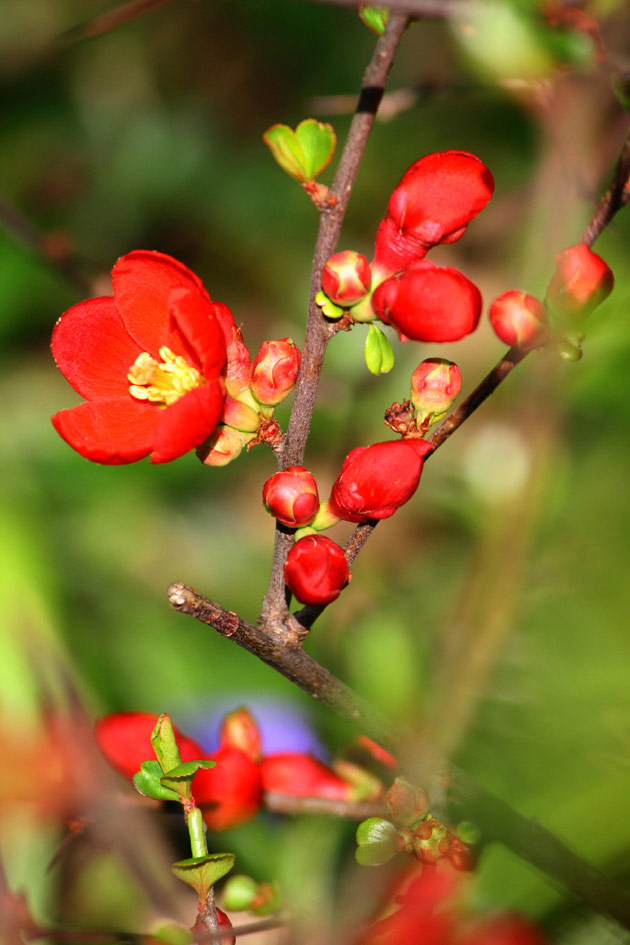咏春（组合）文‖杨芳（图8）