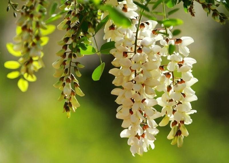 抒情诗人夏牧散文欣赏‖春天的承诺-京津沪头条(图3)