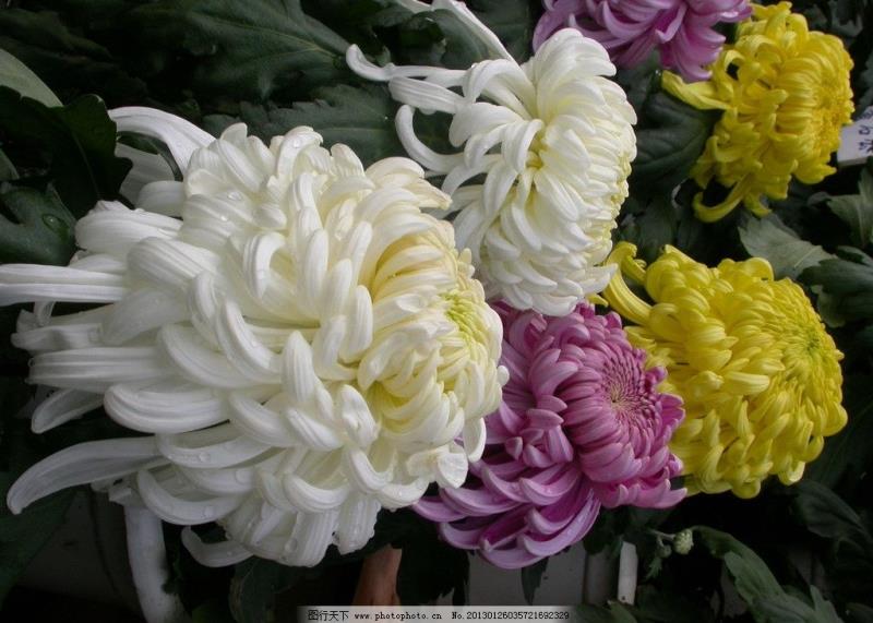 王雄军咏花诗选(图10)